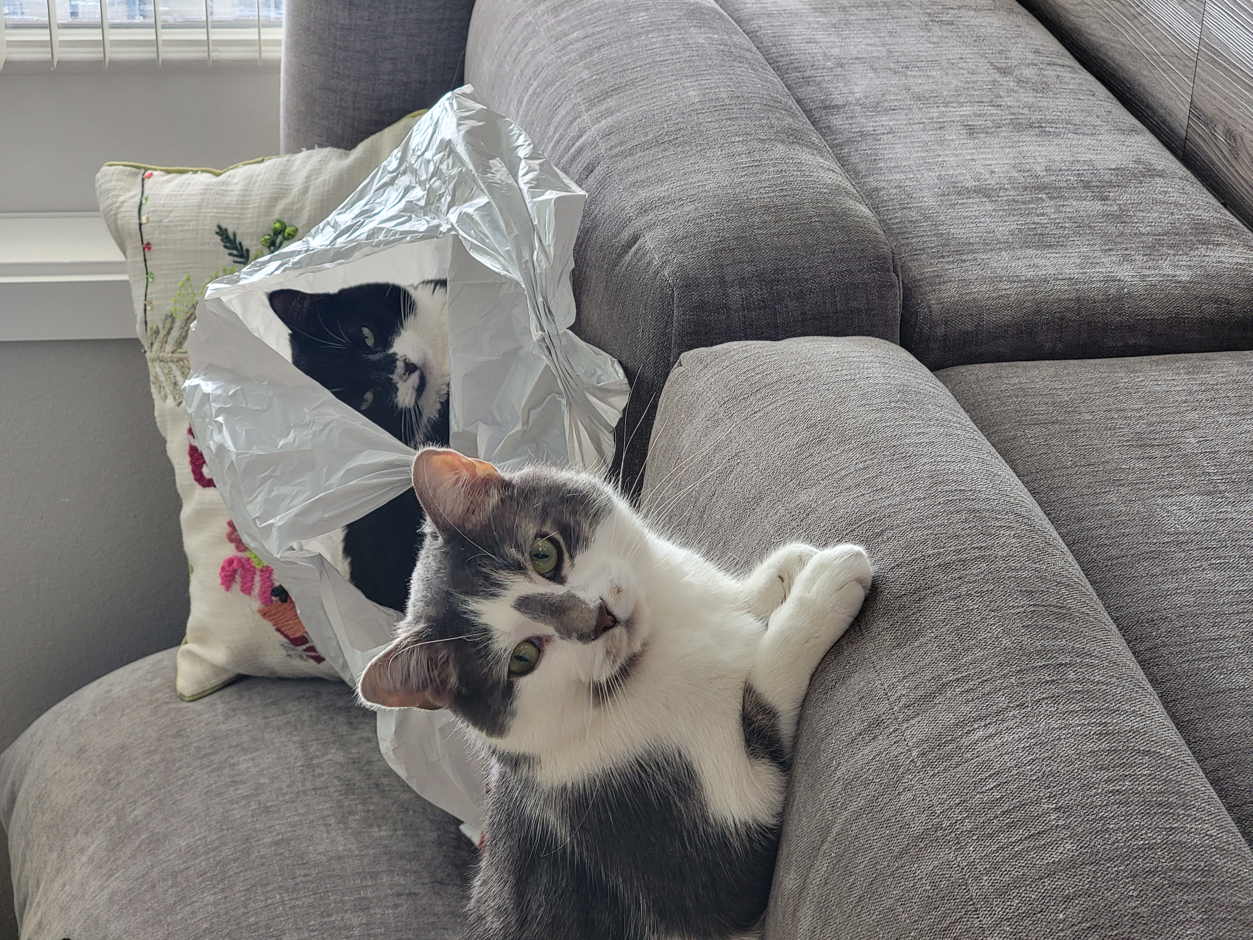 Socks and Dobby, aka 'Big Cat' and 'Little Cat' hanging out on the couch